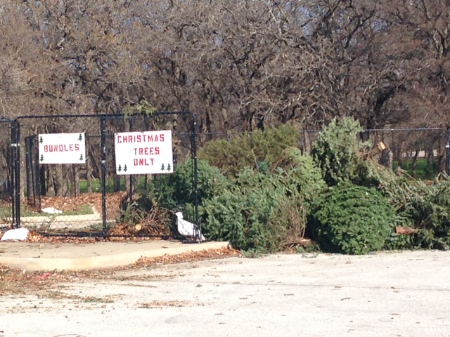 Christmas Tree Recycling-Keep Lewisville Beautiful